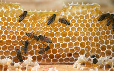 20 fakti mesilase kohta